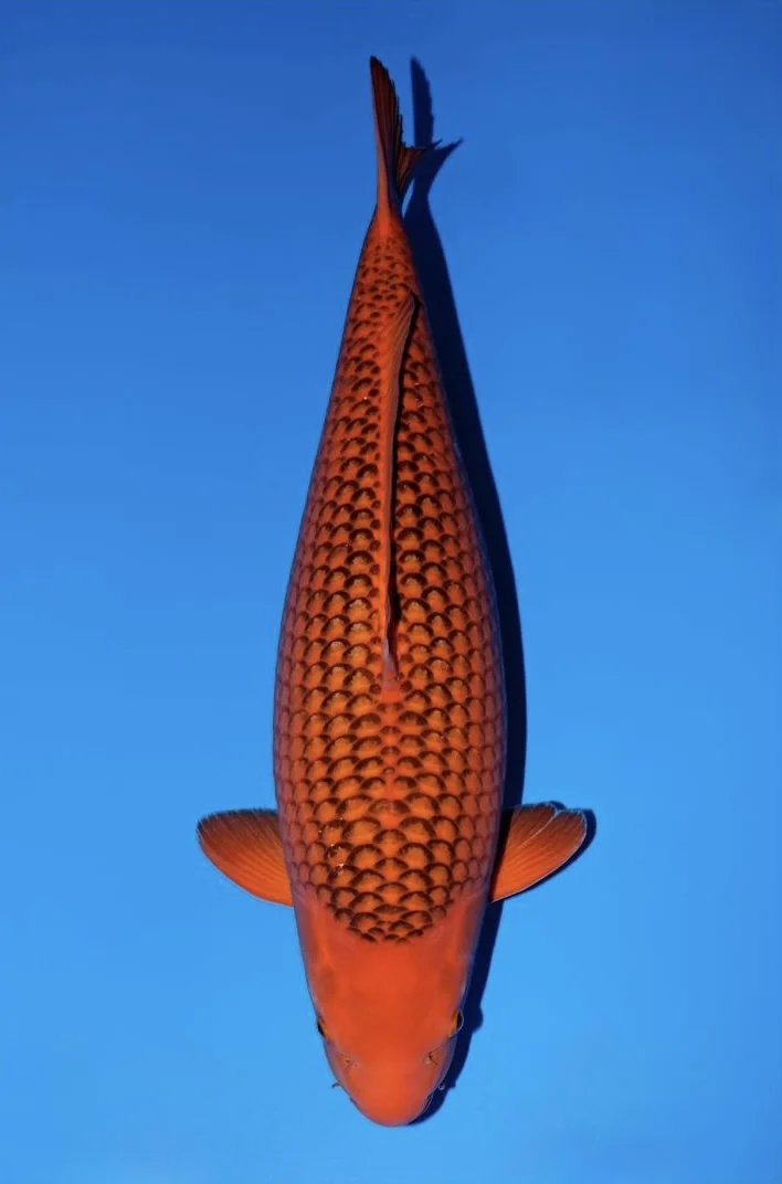 Aka Matsuba Japanese koi reference photograph
