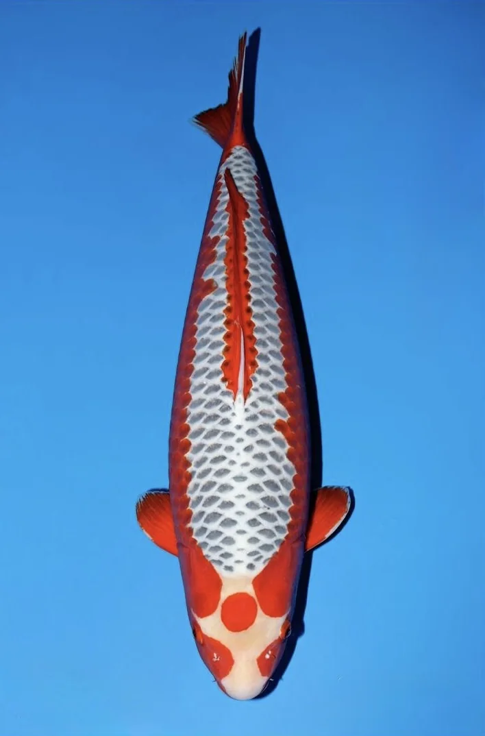Asagi Japanese koi reference photograph