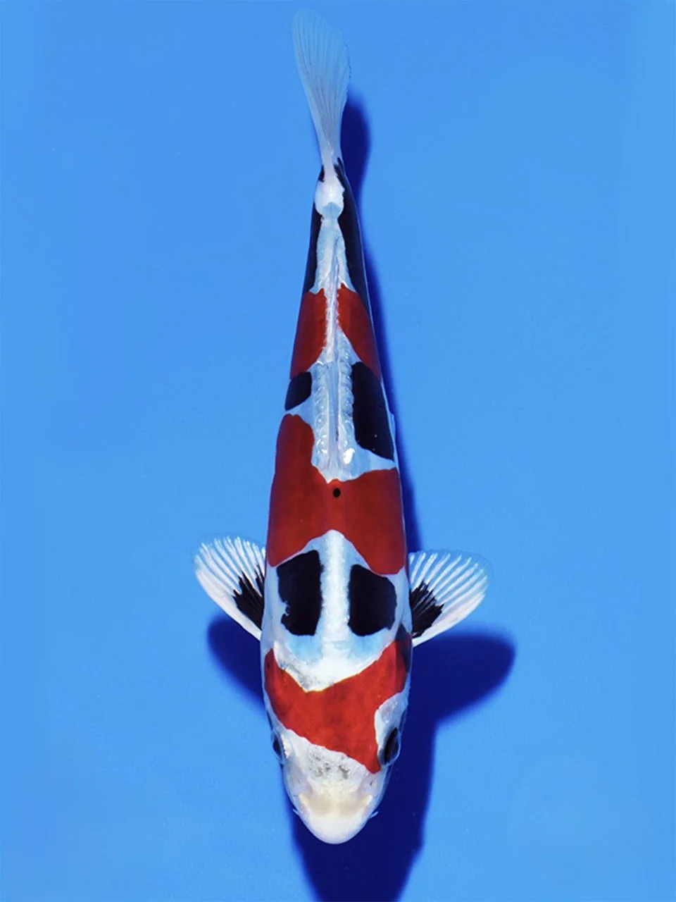 Beni Kikokuryu Japanese koi reference photograph