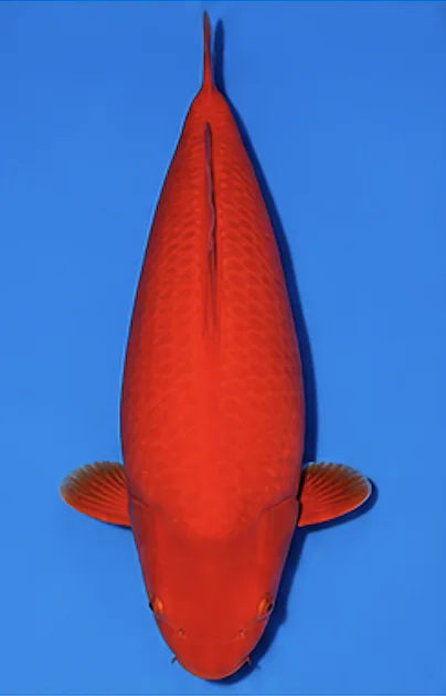 Benigoi Japanese koi reference photograph