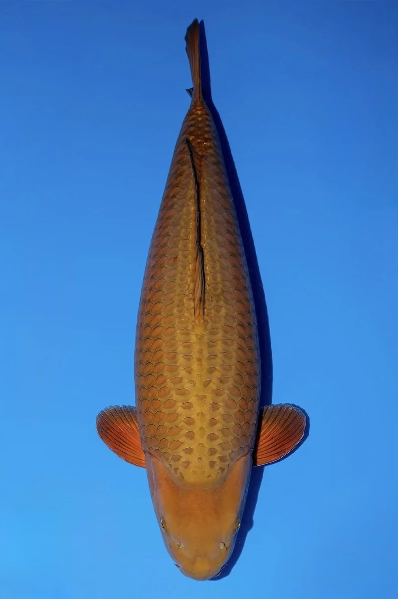 Chagoi Japanese koi reference photograph