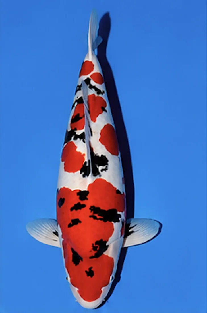 Doitsu Sanke Japanese koi reference photograph