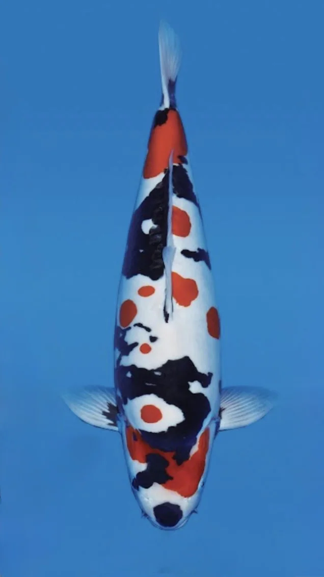 Doitsu Showa Japanese koi reference photograph