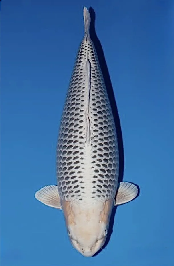Gin Matsuba Japanese koi reference photograph