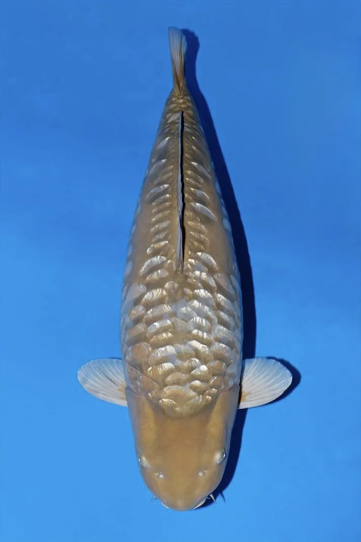 Ginrin Aragoke Japanese koi reference photograph