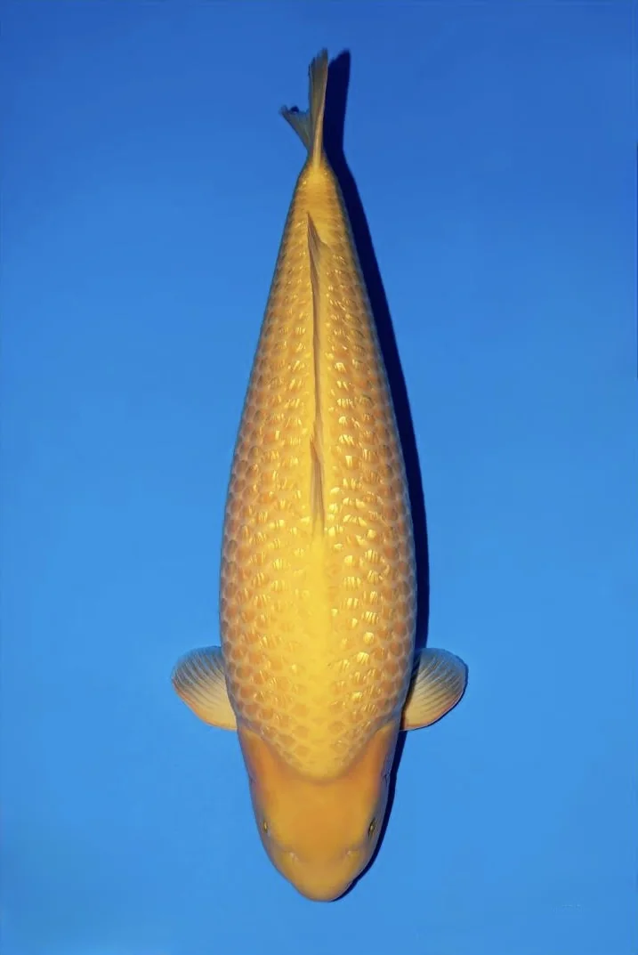Ginrin Karashi Japanese koi reference photograph