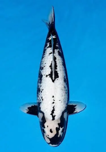 Ginrin Matsukawabake Japanese koi reference photograph