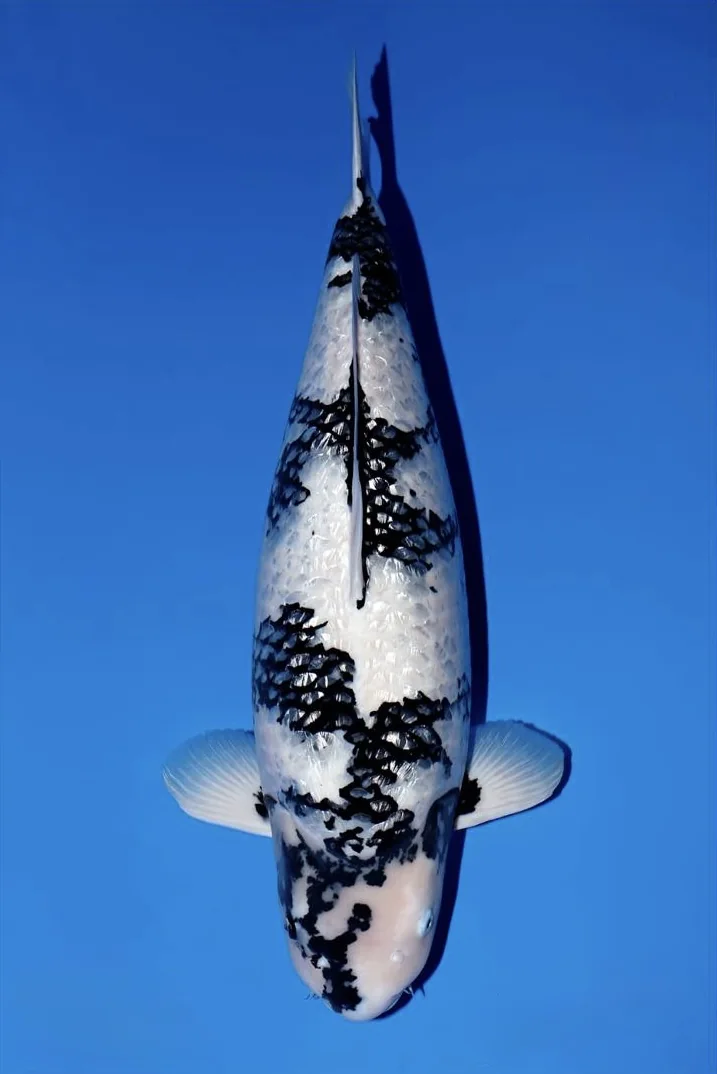 Ginrin Shiro Utsuri Japanese koi reference photograph