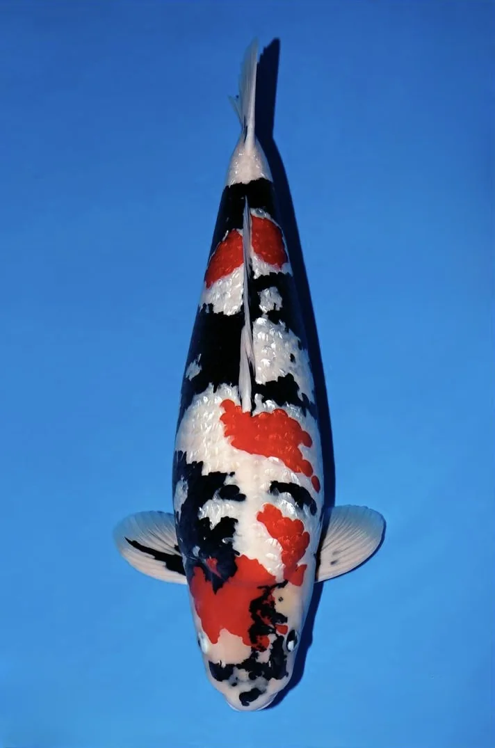 Ginrin Showa Japanese koi reference photograph