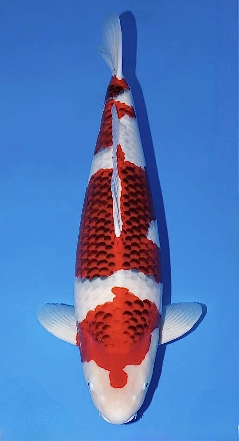 Goromo Japanese koi reference photograph