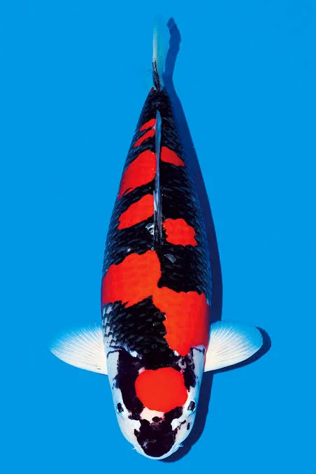 Goshiki Japanese koi reference photograph