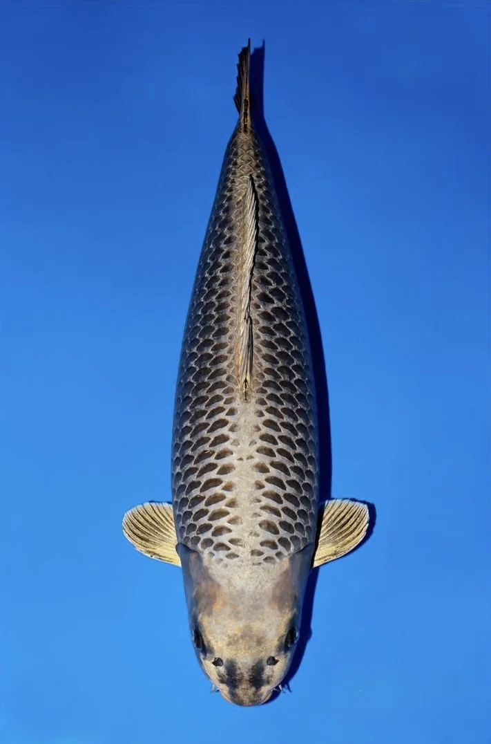 Kin Kabuto Japanese koi reference photograph