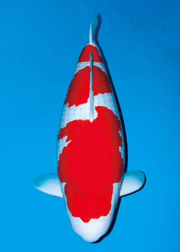 Kohaku Japanese koi reference photograph