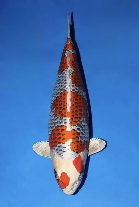 Kujaku Japanese koi reference photograph