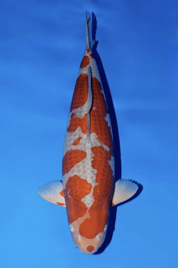 Ochiba Japanese koi reference photograph