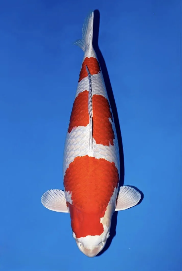 Sakura Ogon Japanese koi reference photograph