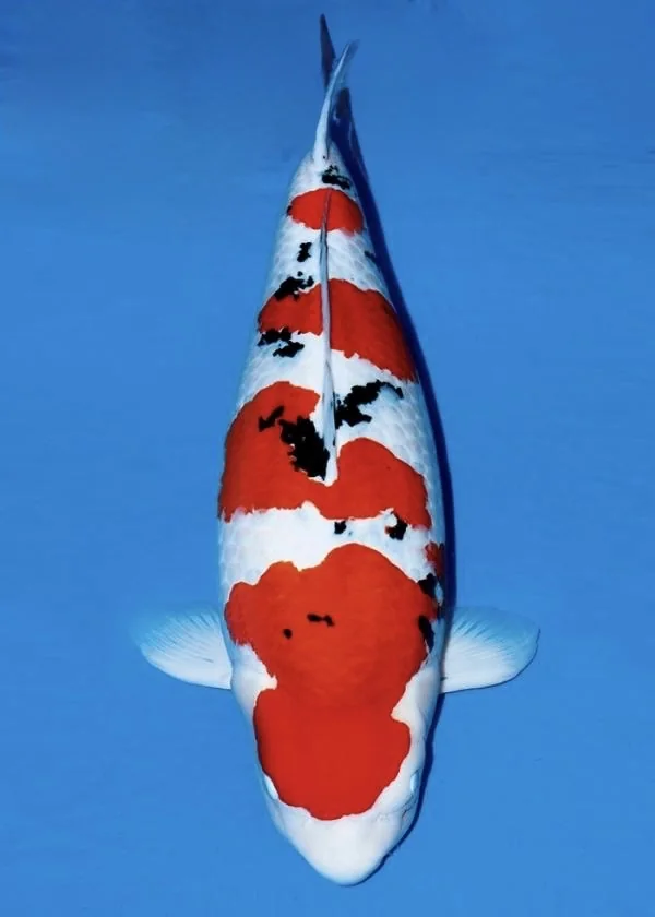 Sanke Japanese koi reference photograph