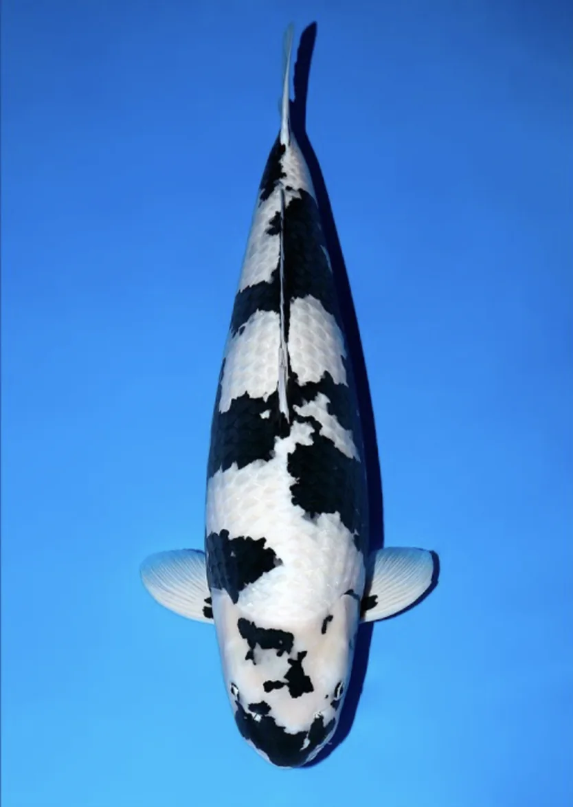 Shiro Utsuri Japanese koi reference photograph