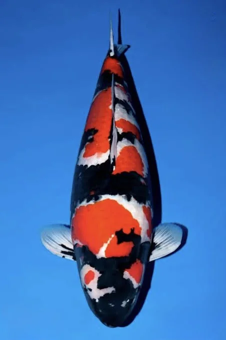 Showa Japanese koi reference photograph