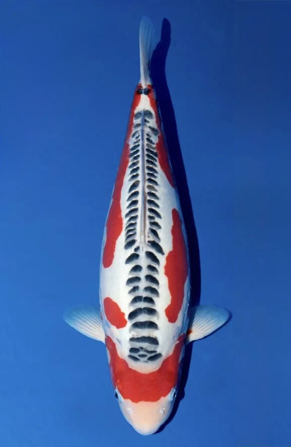 Shusui Japanese koi reference photograph