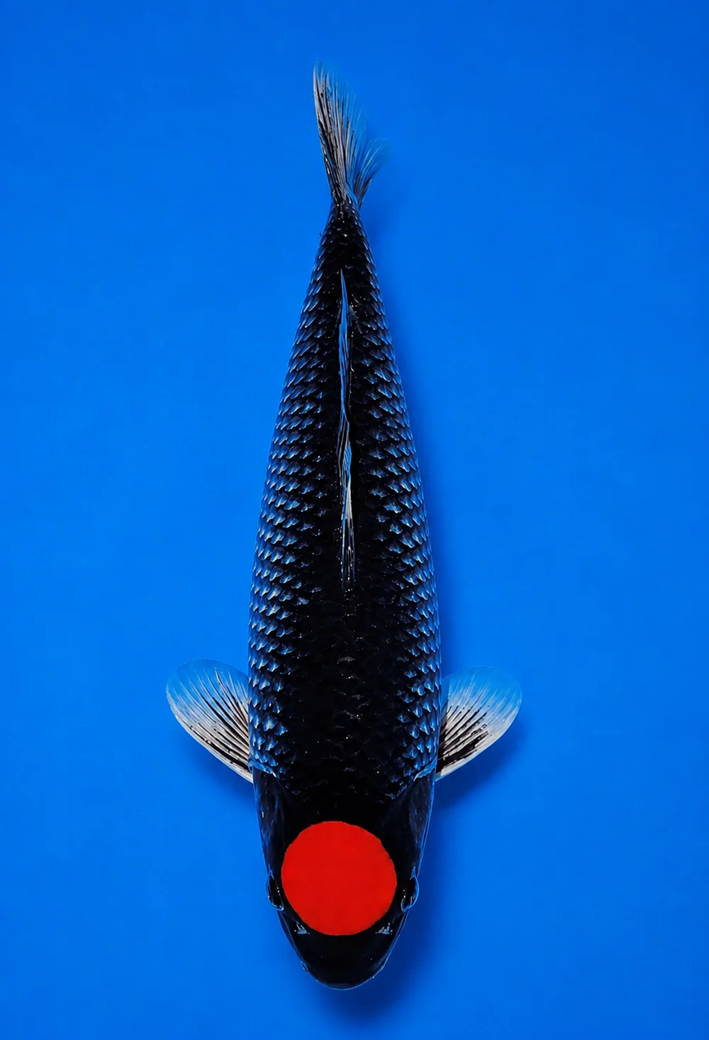 Tancho Goshiki Japanese koi reference photograph