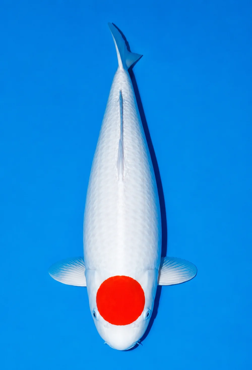 Tancho Kohaku Japanese koi reference photograph