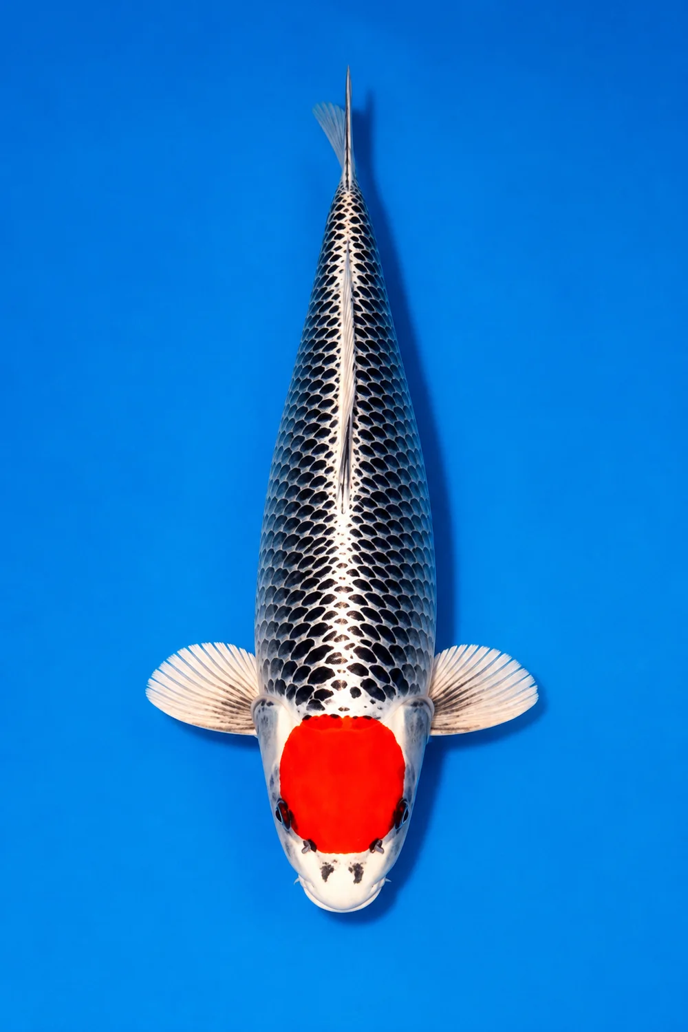 Tancho Kujaku Japanese koi reference photograph