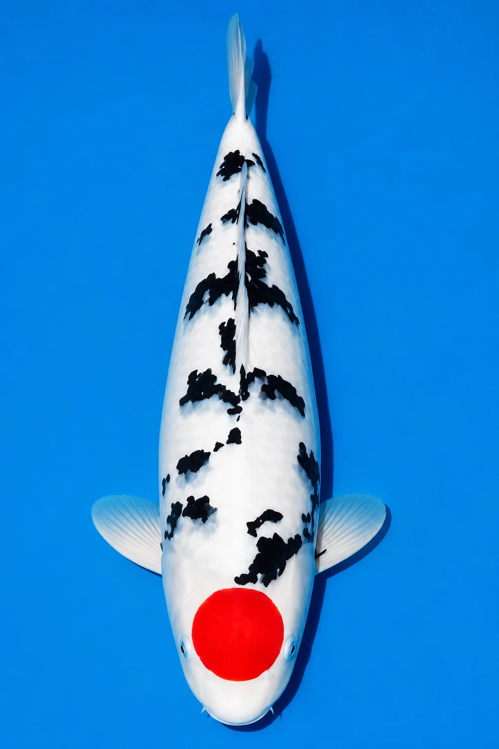 Tancho Sanke Japanese koi reference photograph