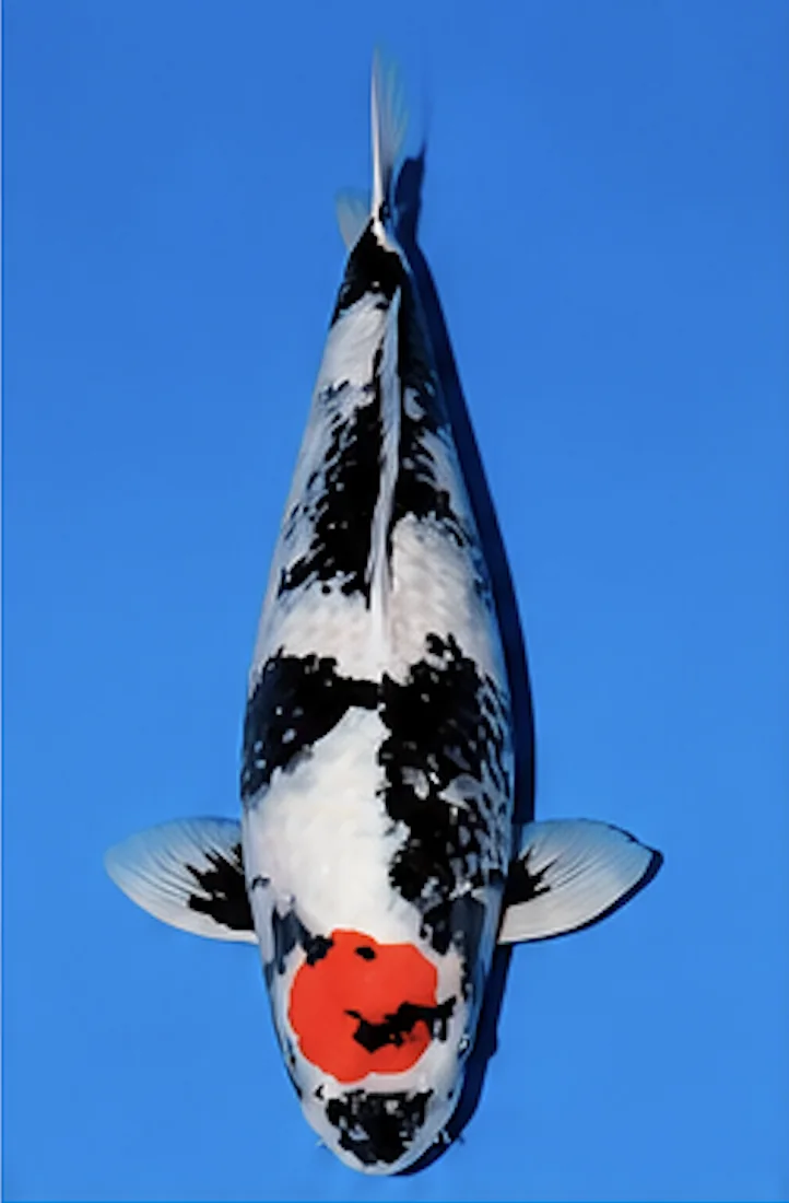 Tancho Showa Japanese koi reference photograph