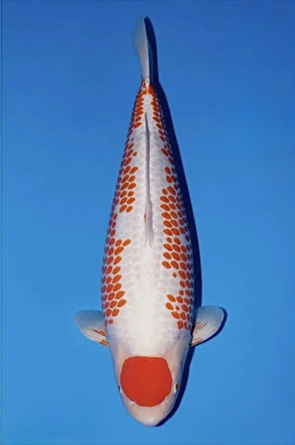 Yuki Asagi Japanese koi reference photograph
