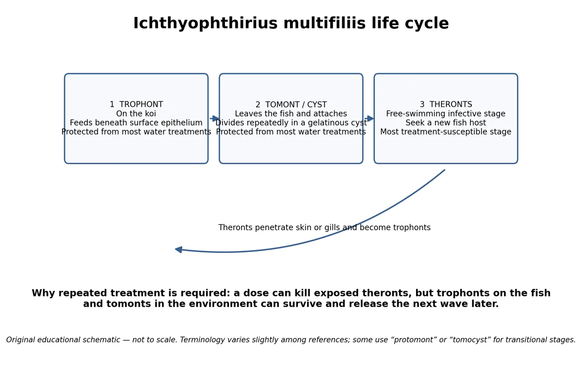 Source illustration: White Spot (Ich) in Koi: Life Cycle, Symptoms and Treatment