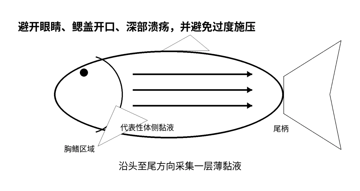 原文插图:如何为锦鲤进行皮肤刮片与显微镜检查