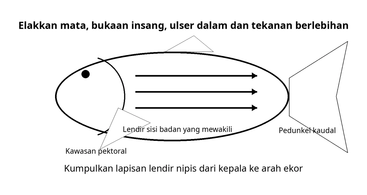 Ilustrasi sumber: Cara Melakukan Kikisan Kulit Koi dan Pemeriksaan Mikroskopik
