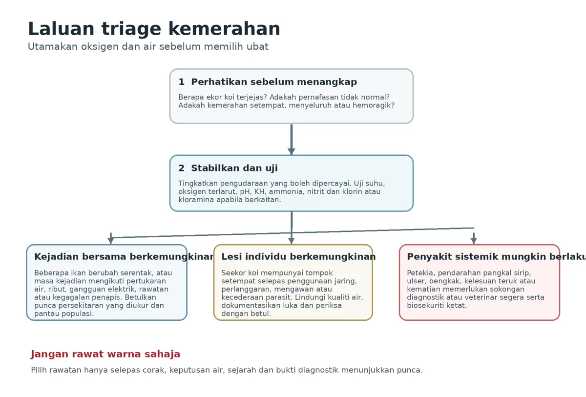 Ilustrasi sumber: Urat Merah dan Kemerahan pada Koi