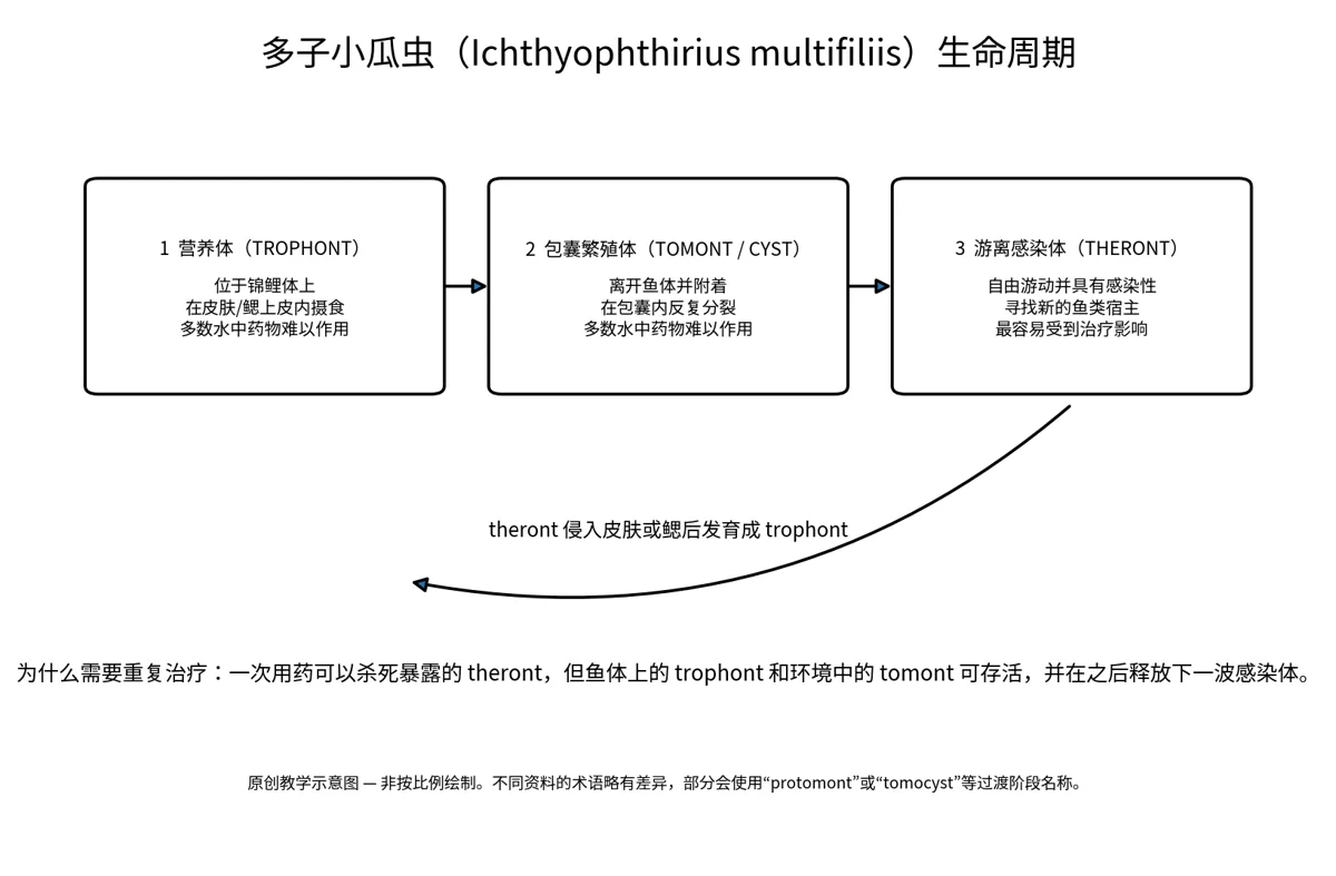 原文插图:锦鲤白点病(Ich): 生命周期、症状与治疗
