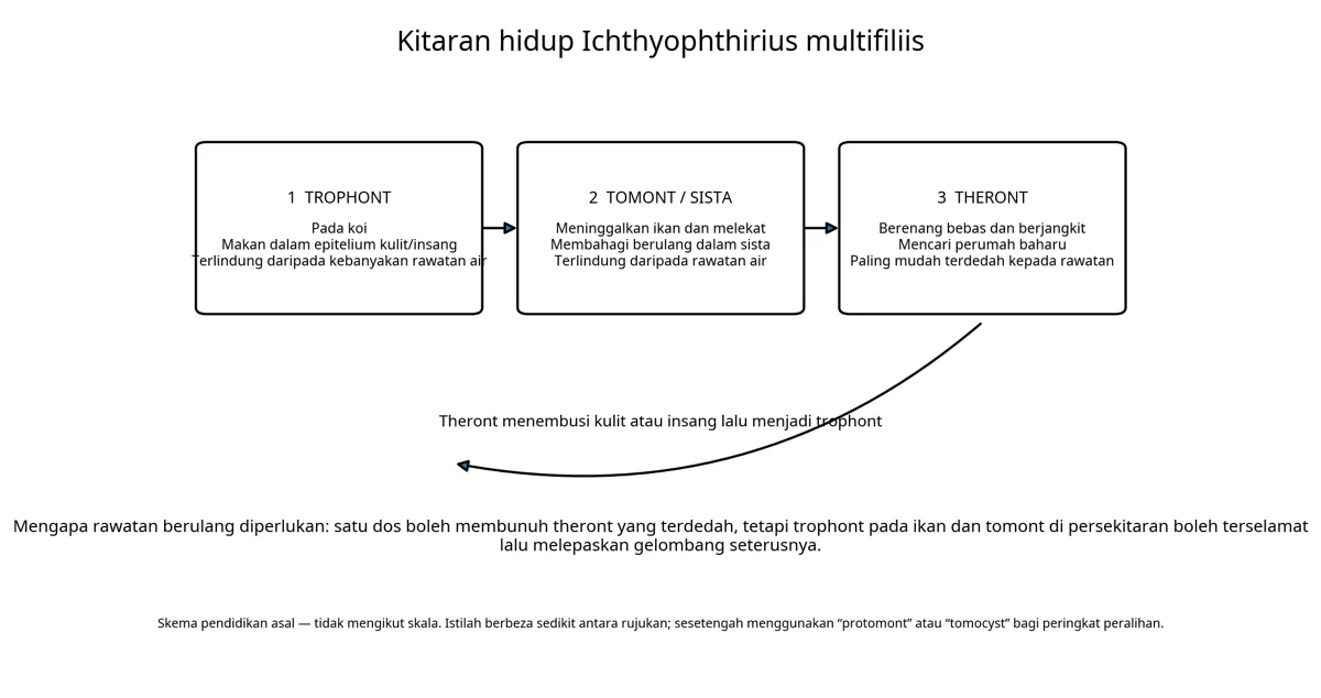 Ilustrasi sumber: Penyakit Bintik Putih (Ich) pada Koi: Kitaran Hidup, Gejala dan Rawatan