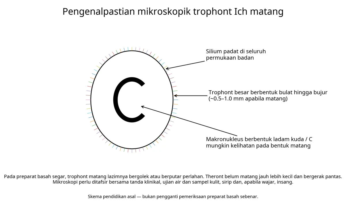 Ilustrasi sumber: Penyakit Bintik Putih (Ich) pada Koi: Kitaran Hidup, Gejala dan Rawatan