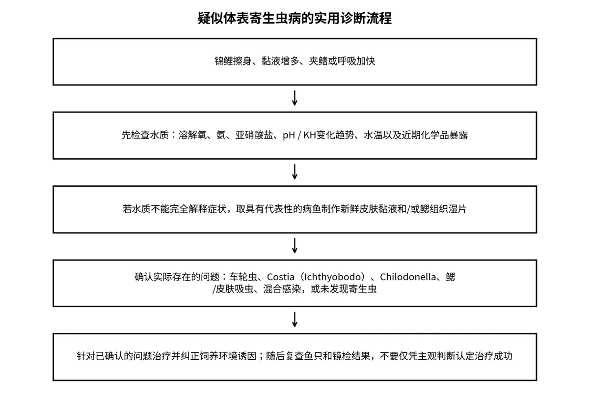 原文插图：锦鲤车轮虫（Trichodina）： 鉴别、症状与治疗