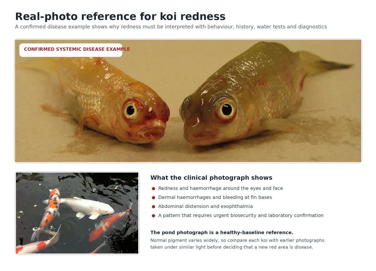Source illustration: Red Veins and Reddening in Koi