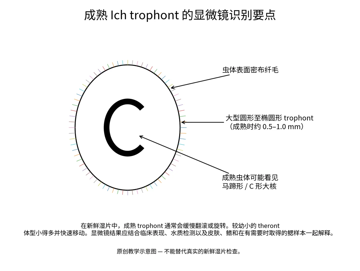 原文插图:锦鲤白点病(Ich): 生命周期、症状与治疗