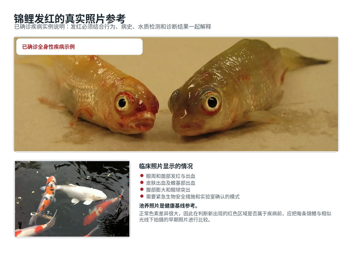 原文插图：锦鲤的红血丝与发红