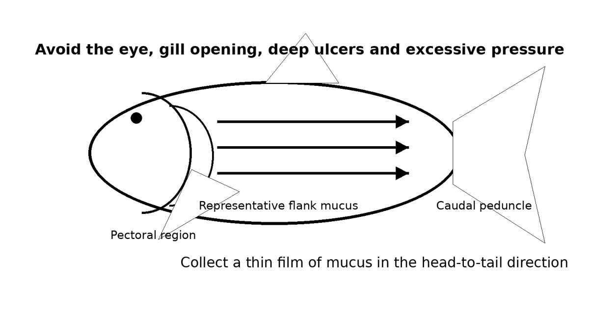 Source illustration: How to Perform a Koi Skin Scrape and Microscopic Examination