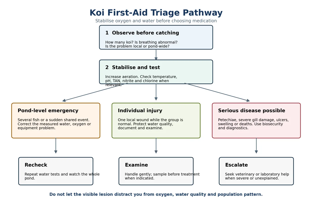 Source illustration: Koi First Aid: What to Do When You Find an Injured or Sick Fish